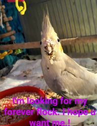 Tame cockatiels hand fed