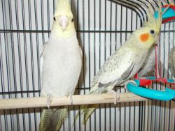 2 cockatiels born in June