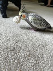 Selling pet cockatiel and budgue
