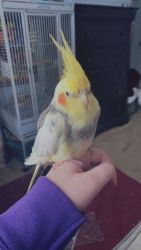 Cockatiels for Sale (upcoming)