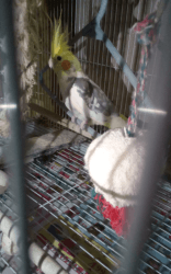 Baby Cockatiel/cage/water/food