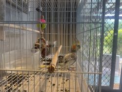 Cockatiel Bird in Need of a Loving Home