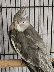 22-week-old Male Cockatiels