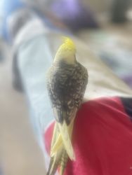 Cockatiels bird for sale