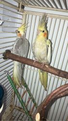 Feathered Harmony: Two Charming Cockatiels Eager for a Loving Home!