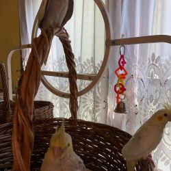 Pure Breed Cockatiels Parrots For Sale Now