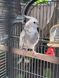 Cockatiel with cage and accessories