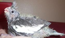 handfed baby cockatiel