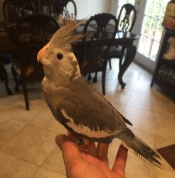Whiteface Cockatiel Handfed