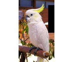 Talented Umbrella Cockatoo Birds For New Homes