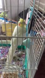 6 month old male cockatiel