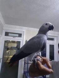 Cookatiel and Grey parrots for sale