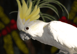 lovely Cockatoos For Sale