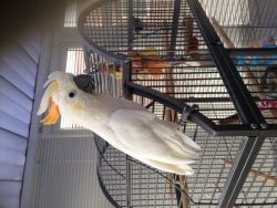 Citron Crested Cockatoo With Large Cage