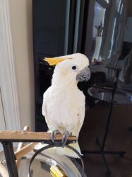 Beautiful Cockatoo For Sale (xxx) xxx-xxx9