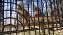 Beautiful Young Cockatiels For Sale