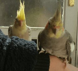 High & Strong Quality Tame Baby Cockatiels