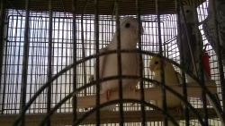 Beautiful Baby Cockatiels for Sale