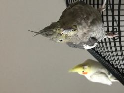 2 cockatiels
