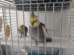 Beautiful Cockatiels (1 Male And 1 Female )