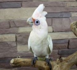 Two Cockatiels for sale