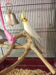 Hand tamed male cockatiels for sale