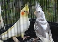 afsdf lovely Cockatiels pair awaiting forever home