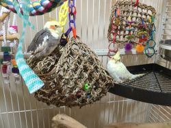 2-Baby Cockatiels, one Lutino and one Cinnamon/Grey