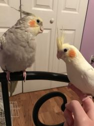 Bonded Pair of Cockatiels