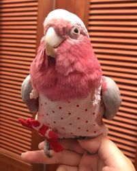 Cockatoo for rehoming!.