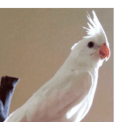 Hand trained Cockatiel birds Available