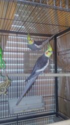 Cockatiels and Cages For sale-Daytona Beach, FL