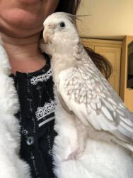 Cinnamon white faced cockatiel hand fed 4months