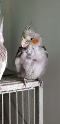 Baby Cockatiels
