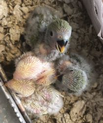 Baby cockatiels n lovebirds