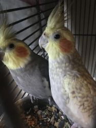 Two cockatiels with cage