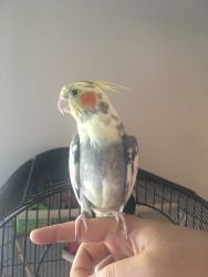 I have a male cockatiel, plus his cage.