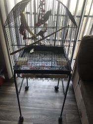 Selling two cockatiels