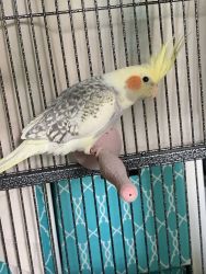 Male pearl pied cockatiel with cage food and toys