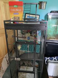 Male pearl pied cockatiel with food toys and cage