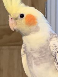 Male pearl lied cockatiel comes with cage and food and toys