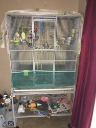 2 cockatiels with huge cage