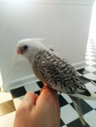 Beautiful Hand-fed Cockatiel (Pearl)
