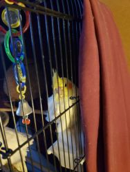 Male Cockatiel & large cage