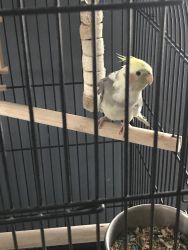 Young male cockatiel and cage