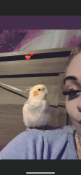 Cockatiel needs new home. Baby bird only 6 months