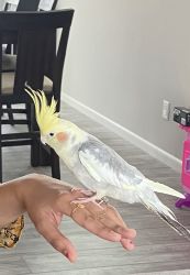6 months old cockatiel along with cage