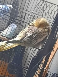 Cockatiel with cage