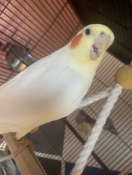 Cockatiel For Sale ( CAGE INCLUDED )