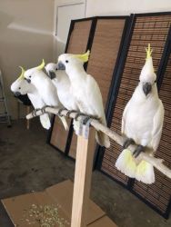 Tame Cockatoo Parrots ready for their new homes
